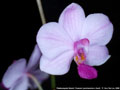 Photo : Phalaenopsis Siam Treasure
