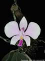 Photo : Phalaenopsis lowii