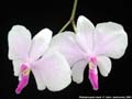 Photo : Phalaenopsis lowii