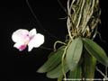 Photo : Phalaenopsis lowii