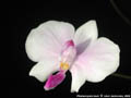 Photo : Phalaenopsis lowii