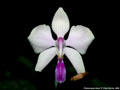 Photo : Phalaenopsis lowii
