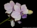 Photo : Phalaenopsis Siam Treasure