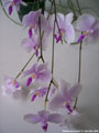 Photo : Phalaenopsis lowii