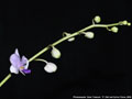 Photo : Phalaenopsis Siam Treasure