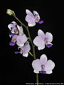 Photo : Phalaenopsis Siam Treasure