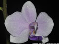Photo : Phalaenopsis Siam Treasure