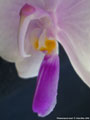 Photo : Phalaenopsis lowii
