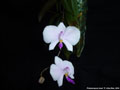 Photo : Phalaenopsis lowii
