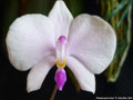 Photo : Phalaenopsis lowii