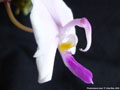 Photo : Phalaenopsis lowii