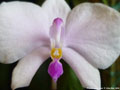 Photo : Phalaenopsis lowii