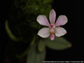 Photo : Phalaenopsis Reine de Coeur