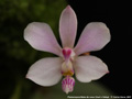 Photo : Phalaenopsis Reine de Coeur