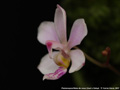 Photo : Phalaenopsis Reine de Coeur