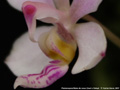 Photo : Phalaenopsis Reine de Coeur