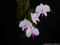 Photo : Phalaenopsis lowii