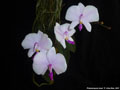 Photo : Phalaenopsis lowii