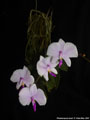 Photo : Phalaenopsis lowii
