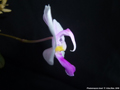 Photo : Phalaenopsis lowii