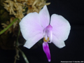 Photo : Phalaenopsis lowii
