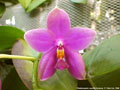 Photo : Phalaenopsis Luedde-Violacea