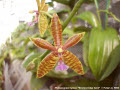 Photo : Phalaenopsis Hymen