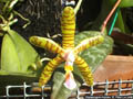 Photo : Phalaenopsis Hymen
