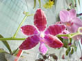 Photo : Phalaenopsis Tigerette