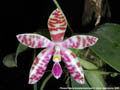 Photo : Phalaenopsis lueddemanniana