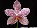 Photo : Phalaenopsis Hermione