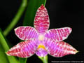 Photo : Phalaenopsis lueddemanniana
