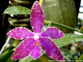 Photo : Phalaenopsis lueddemanniana