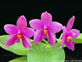 Photo : Phalaenopsis Luedde-Violacea