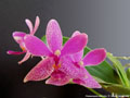 Photo : Phalaenopsis Mahinhin