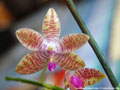 Photo : Phalaenopsis Adyah Prapto