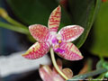 Photo : Phalaenopsis Adyah Prapto
