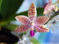 Photo : Phalaenopsis Adyah Prapto
