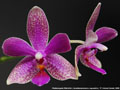 Photo : Phalaenopsis Mahinhin