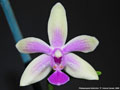 Photo : Phalaenopsis Mahinhin