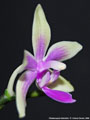 Photo : Phalaenopsis Mahinhin