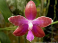Photo : Phalaenopsis lueddemanniana
