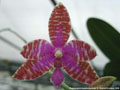 Photo : Phalaenopsis lueddemanniana