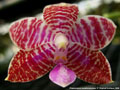 Photo : Phalaenopsis lueddemanniana