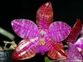 Photo : Phalaenopsis lueddemanniana