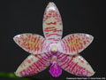 Photo : Phalaenopsis Adyah Prapto