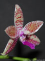 Photo : Phalaenopsis Adyah Prapto