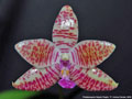 Photo : Phalaenopsis Adyah Prapto