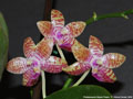 Photo : Phalaenopsis Adyah Prapto