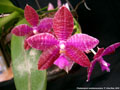 Photo : Phalaenopsis lueddemanniana